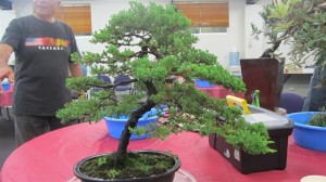 A nice Juniper squamata that lacks trunk thickness. This variety is not as easy to get a fat trunk, especially in a Bonsai pot. There is too much width to the foliage and it has a powerful continuation of the trunk that comes down in front of the tree
