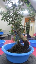 A dug Olive that as you can see from the water line and the roots was buried deep in the pot and at a much sharper angle. Semi cascade was an option, but the portion above the first bend is too straight and lacks character for cascade styles.