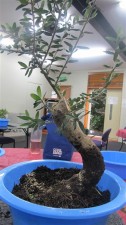 The position and angle of the cut effectively gives the tree more movement. The top will be left grow for taper then chopped low again to create more movement