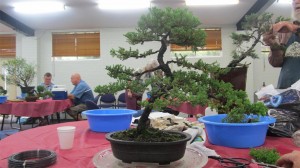 I explained the benefits of removing the strong top in favour of leaving the tree with an upright apex. The owner had to think for a while, but explaing why helps with the decision process and we took it off.