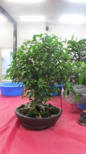 A small 'Baby Ben' Weeping Fig that had been chopped last year to get branching closer to the base to highlight the trunk and roots better