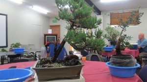 An old Cypress that the owner was not happy with beacause of the straight trunk and high branching. You can see by the roots that the angle was changed a while ago to try and present some movement, but the straight trunk still draws your eye.