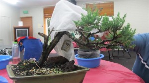 This one brought the foliage closer to the trunk and showed a tree affected by its environment with dead wood visible.