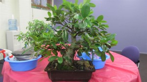 A nice old Qld Small Leaf Fig that has a good trunk and branch structure. This one just needed a good prune with all the tips removed to promote ramification and smaller leaves