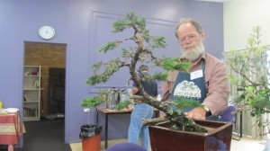 A nice base from here with good trunk movement. All branches wired downward and pruned to develop good pads. The owner is still undecided on the lower branches but I would remove them. I like them to make up their own minds on their own trees to a certain extent for a better learning experience
