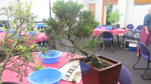 An old Juniper that had been worked previously with heavy low branches removed to give strength and power to the upright trunk