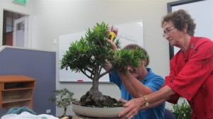 A Willow Leaf Fig that needs the first branch lowered. The angle should change from the trunk and this is hard to do with wire so the chisel was brought out to affect the change more successfully