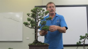 This old Chinese Juniper had become very overgrown with long branches.We have been working on this over the last 3 years getting foliage back closer to the trunk to make a taller looking tree as the trunk is quite thin in relation to the height