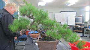 Japanese Black Pine with too much foliage and width to give the nice trunk any power