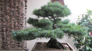 We do not get many White Pines growing in Queensland due to our climate, but Toowoomba has 4 seasons and is colder so they can grow here. This one is grafted like most in Australia and belonged originally to a foundation member of the club. It is in a larger pot than ever before and the tree has become quite bushy and a little over grown. The owner was away but wanted me to do some work on the tree before it got too carried away. Once again a little late in the season but it needed a good thin out at least