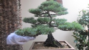 I did want to remove more branching to reduce the width of the tree and you can see the difference just this branch would make. I look forward to working on this tree in Spring