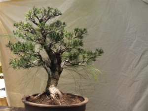 This one I enjoyed working on. I felt the tree was not using its features to best advantage. The trunk has nice flowing movement and a wide base not seen here.