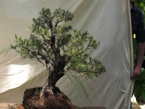 I think this front and angle shows a wider base with better surface roots and also shows the movement in the trunk better taking it to direction right. The left top will be reduced to take the direction of the apex to the right and the first left branch needs to be lowered to match the angle of the others