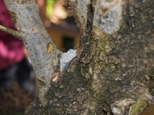 A selection of small wedge shaped rocks is gathered to find the right one for the job, and it is hammered into the crack to hold the branch away from the trunk.