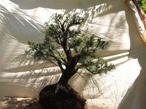 And that is the finished result. It is a simple method that needs to be practiced for best results and is a very effective method for changing the angle of the branch from the trunk. The rock will be pushed out of the crack as it heals and it leaves minimal scarring