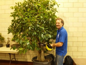 They had this little beauty there, and was a good specimen to show how to prune once you have the growth you need. This scale applies to collected material also.