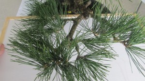 Needles are plucked, buds are reduced and candles pruned.