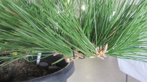 Removing the strong one only means I will still get branch extension while creating back buds as well