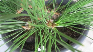 From the top after candle pruning and needle plucking
