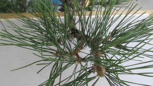 A shot of a completed branch with all strong candles removed and needles plucked.