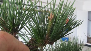 This one at the back is also very strong and will not provide compact growth. A candle like this would give good sacrifial growth if needed and in a usable place