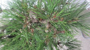 The top of the tree has many buds and will provide lots of branches for the development of the apex