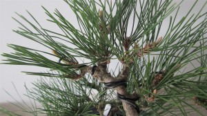 This branch shows a number of smaller candles left on to continue the compact growth. This growth will yield smaller needles. The longer ones will be removed in spring pruning