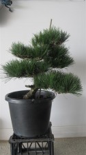 As it was on 1st March 2013. Very healthy with lots of growth. What was the weaker section on the top left is now balanced with the rest of the tree.