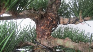The area that was drilled, strapped and bent is fully healed with no signs of damage