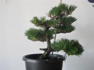 You can see the top left of this pine is weaker than the rest of the tree