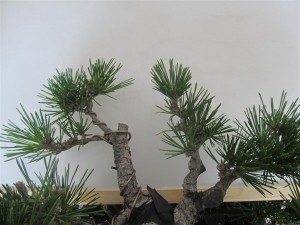 This is the weak area at the top left of the tree on 23rd Nov 2012. No bud removal or needle thinning here.