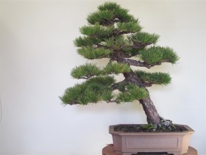 As it was before pruning on 27th April 2013