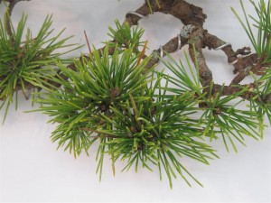 Sometimes there are so many buds it is hard to tell what is what