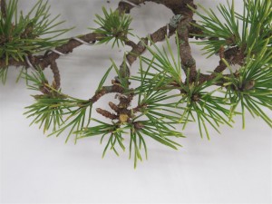 It is better to get tough on these areas early rather than letting them all grow as it will only create problems like branch swelling