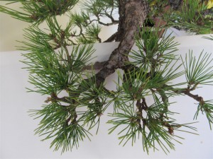 A bit of variation in the design of the branches mixes up the structure. This is the heavier second branch.
