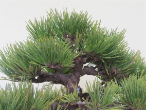 The apex area before pruning