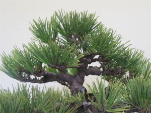 After thinning buds and needles