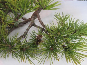 Yatsabusa can produce very clustered buds. If they are all left on none of them will get the chance to grow freely as they are all fighting for some of the sap flow so they need to be thinned out.