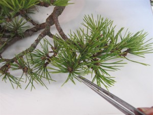 Leaving more individual buds allows them to get their own supply and encourages stronger growth. Tweezers are then used to individually pluck needles where more buds are wanted.