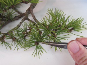 All needles under the branch are removed, but I also thin most of the needles from the top of the branch as most of the growth is wanted from the sides.