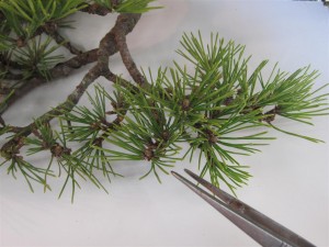 This lets the sun in to the wanted buds and encourages free growth.