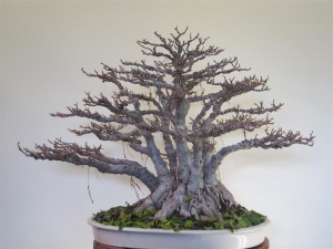 After 3 hours with the secateurs defoliating.