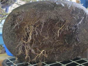 The first place I like to start root pruning is under the trunk. There is not much growth here on this tree due to earlier work.