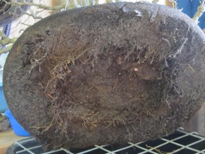 Removing all the roots from under the trunk leaves only latteral growth so all the energy comes in from the sides and helps improve the spread at soil level
