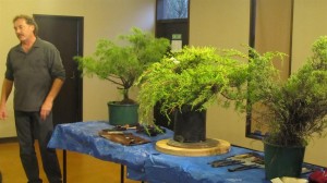 Friday night saw 3 trees on the table ready forsome work. The focus was on growing and developing trees for Bonsai. They could all have had some styling but sometimes it is better taking some time to grow a tree for better potential before making too many decisions