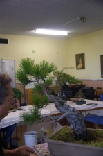 There were some very nice trees presented at the workshops. This Radiata Pine was collected from the roadside and has beautiful bark and character