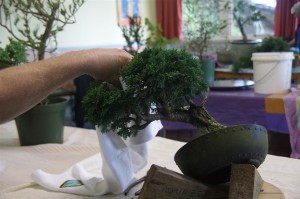 A new front was chosen showing the character of the trunk and some foliage removed to open it up
