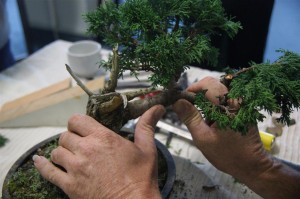 A chisel and stone was used to put some movement downward to the first branch and give more of a semi-cascade feel