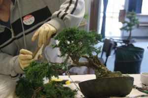 The branch was anchored through the drainage hole of the pot to hold it in place. A wire was also required on the opposite side to hold the tree in the pot as the guy wire was pulling it out.