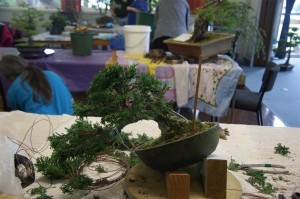 All the branches were wired to open the tree up more and create some layers to the foliage